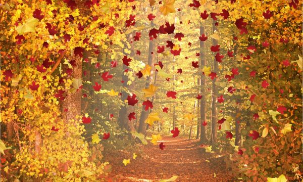 Fall | A nature poem by Mystqx Skye at UpDivine